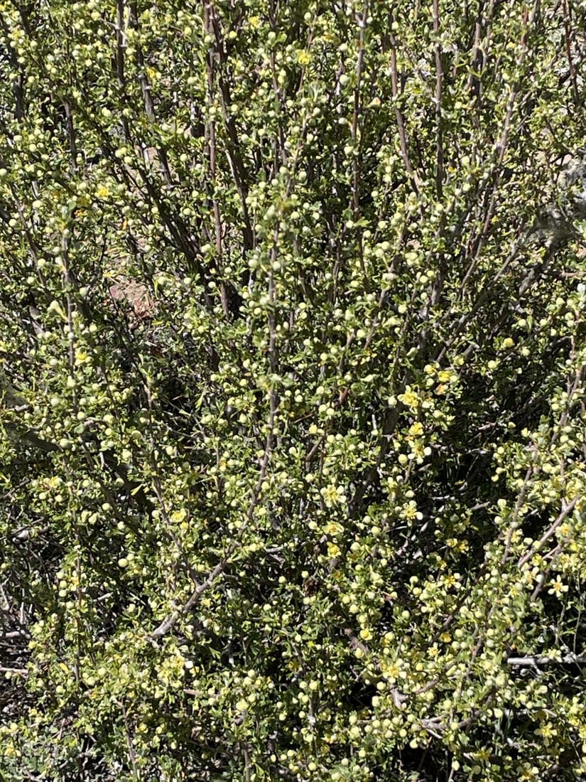 Antelope Bitterbrush at Train Mountain