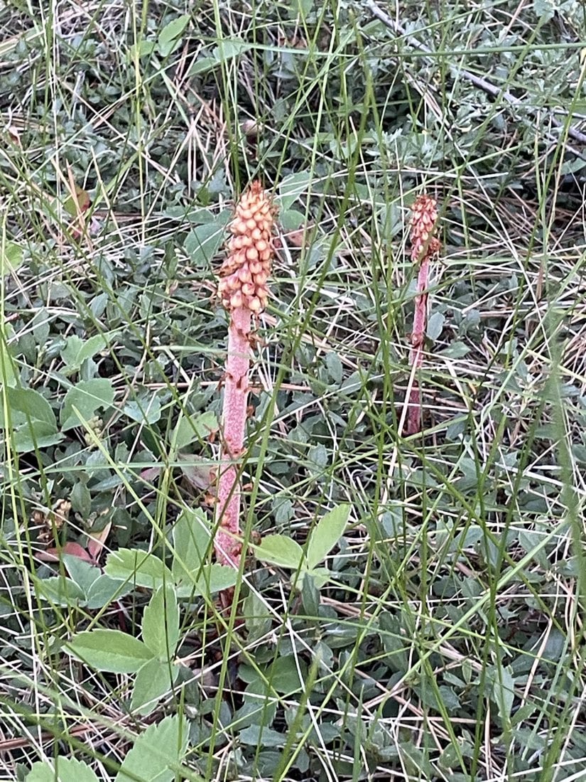 Forest Mysteries at Train Mountain