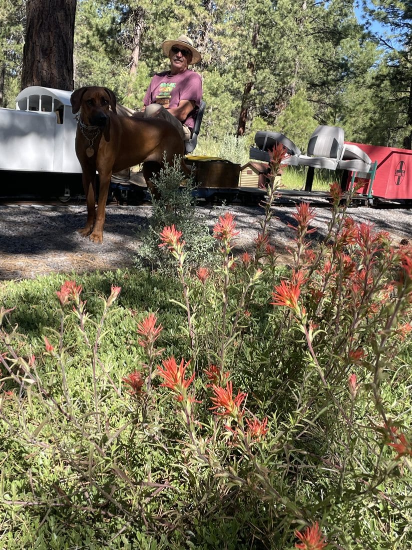 Indian Paintbrush at Train Mountain