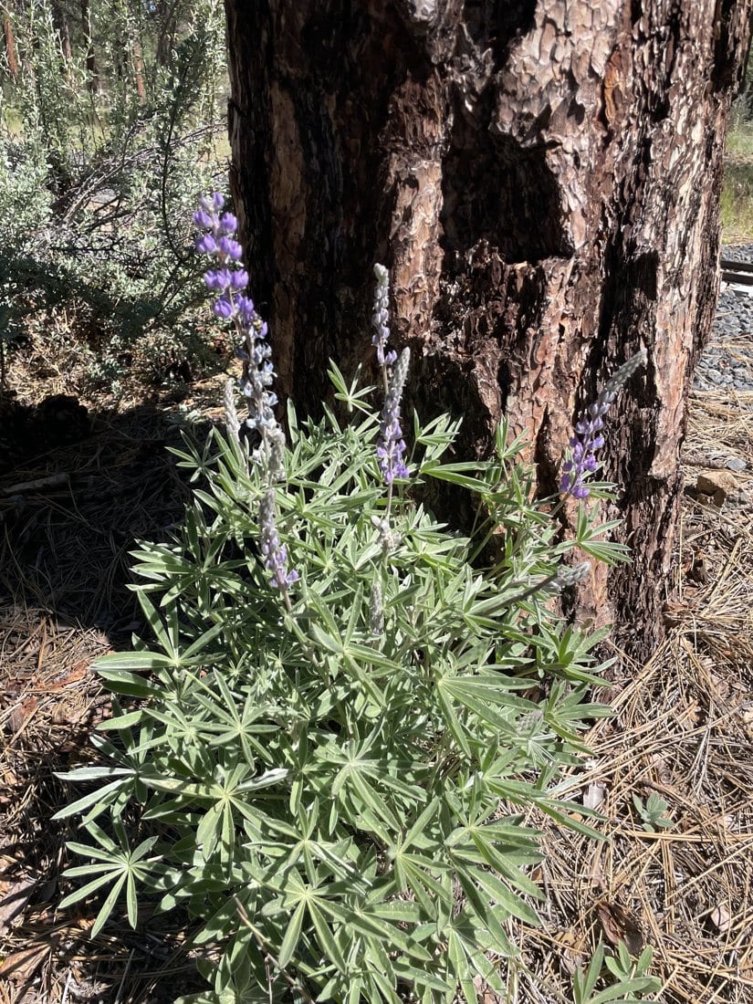 Lupine at Train Mountain