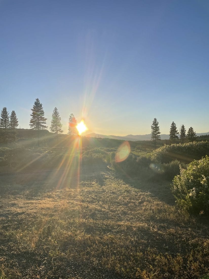 Summer in the meadow at Train Mountain