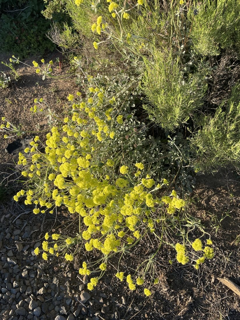 Sulphur Buckwheat at Train Mountain