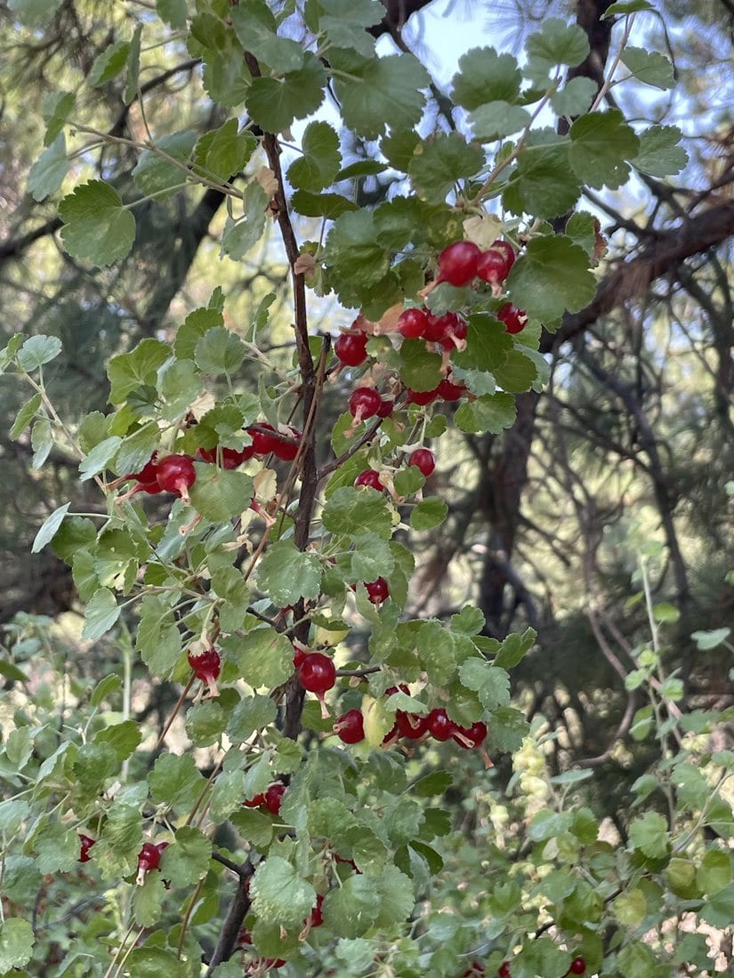 Wild Red Currant at Train Mountain