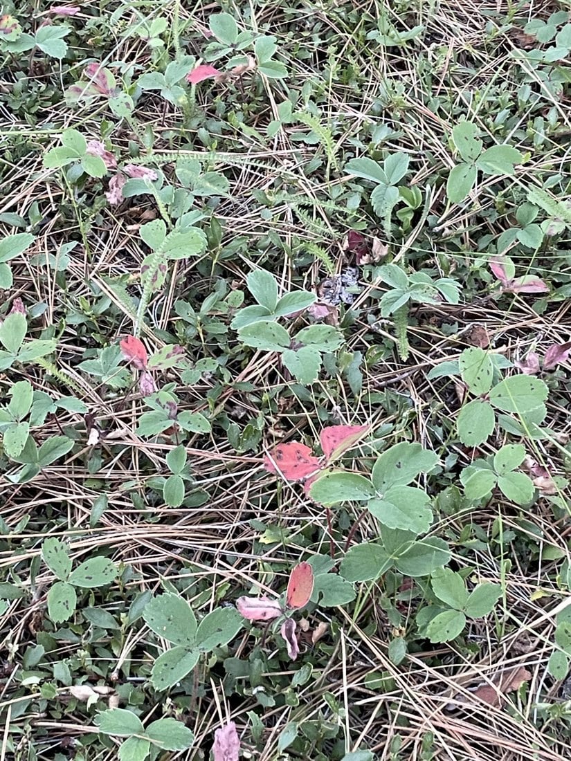 Wild Strawberry at Train Mountain